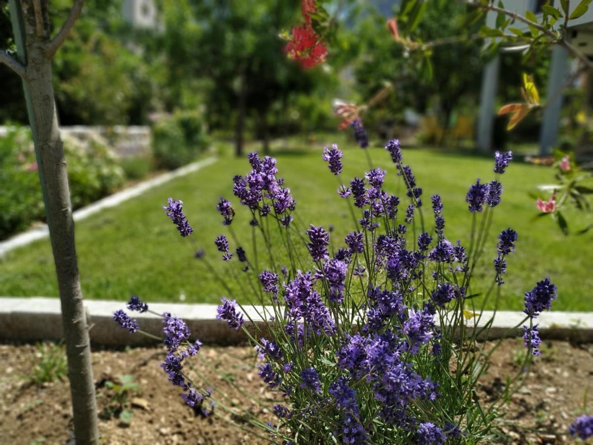 Apartments Grgurevic Kotor Ngoại thất bức ảnh